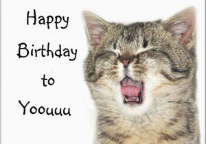 Funny Birthday Cards with Cats 41 Best Funny Birthday Wishes for Birthday Boy Girl Aunt