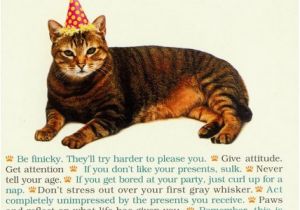 Funny Birthday Cards with Cats All I Need From Cat Funny Humorous Birthday Card by