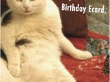 Funny Birthday Cards with Cats Birthday Ecards Cats Funny Ecards Free Printout Included