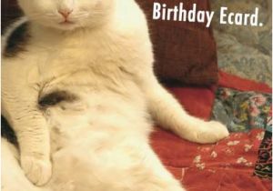 Funny Birthday Cards with Cats Birthday Ecards Cats Funny Ecards Free Printout Included