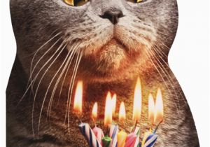Funny Birthday Cards with Cats Cat Flaming Shot Oversized Funny Birthday Card