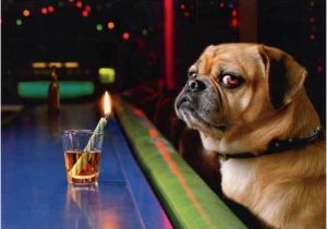 Funny Birthday Cards with Dogs Dog at Bar with Shot Glass Funny Birthday Card Greeting