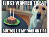 Funny Clean Birthday Memes Best 25 Happy Birthday Dog Meme Ideas On Pinterest
