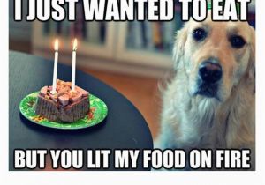 Funny Clean Birthday Memes Best 25 Happy Birthday Dog Meme Ideas On Pinterest
