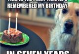 Funny Clean Birthday Memes Birthday Fun Dog Quotes Quotesgram