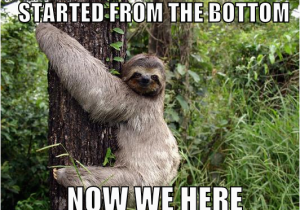 Funny Clean Birthday Memes Sloth Slothmeme Sloth Memes Sloth Cute Sloth Sloth