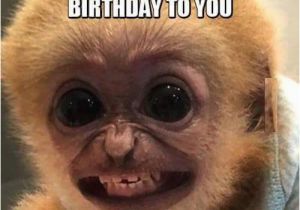 Funny Clean Birthday Memes You Look Like A Monkey Birthday Humor Humor Jokes