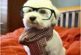 Funny Dog Birthday Memes 17 Best Ideas About Happy Birthday Dog Meme On Pinterest