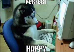 Funny Dog Birthday Memes Happy Birthday Memes Dog Wishesgreeting
