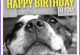 Funny Dog Birthday Memes Happy Birthday Memes with Funny Cats Dogs and Cute Animals
