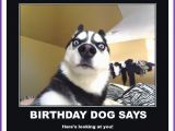 Funny Dog Birthday Memes Happy Birthday Memes with Funny Cats Dogs and Cute