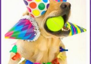 Funny Dog Birthday Memes Happy Birthday Memes with Funny Cats Dogs and Cute