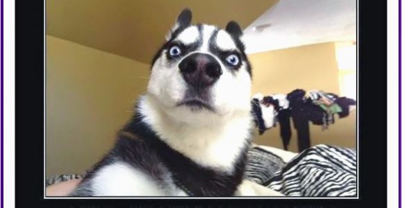 Funny Dog Birthday Memes Happy Birthday Memes with Funny Cats Dogs and Cute