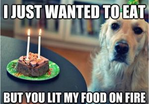 Funny Dog Birthday Memes Sad Birthday