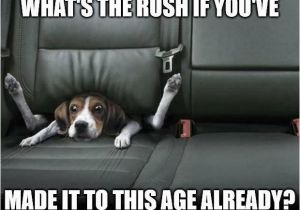 Funny Dog Birthday Memes top 100 original and Funny Happy Birthday Memes Part 2