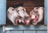 Funny Donkey Birthday Cards 3 Donkeys Laughing Funny Birthday Card Greeting Card by