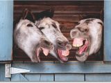 Funny Donkey Birthday Cards 3 Donkeys Laughing Funny Birthday Card Greeting Card by