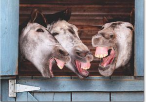 Funny Donkey Birthday Cards 3 Donkeys Laughing Funny Birthday Card Greeting Card by