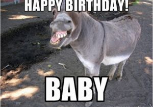 Funny Donkey Birthday Cards Happy Birthday Donkey