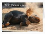 Funny Elephant Birthday Card Funny Elephant Belated Birthday Card Zazzle