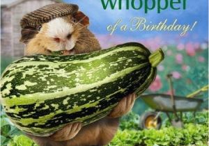 Funny Gardening Birthday Cards Funny Guinea Pig Birthday Card What A whopper Vegetable