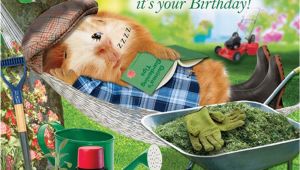 Funny Gardening Birthday Cards Garden Hammock Funny Birthday Card afternoon Snooze Guinea