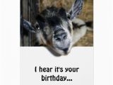Funny Goat Birthday Cards Nosy Goat Looking Up Birthday Greeting Card Zazzle