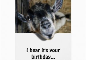 Funny Goat Birthday Cards Nosy Goat Looking Up Birthday Greeting Card Zazzle