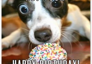 Funny Happy Birthday Picture Quotes Funny Birthday Wishes for Friends and Ideas for Maximum