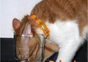 Funny Happy Birthday Quotes with Pictures Happy Birthday Funny Pictures Hd Wallpapers Pulse