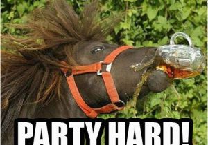 Funny Horse Birthday Memes 15 Very Funny Horse Pictures