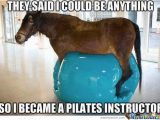 Funny Horse Birthday Memes 20 Funny Horse Memes for Equine Lovers Sayingimages Com