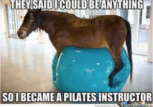 Funny Horse Birthday Memes 20 Funny Horse Memes for Equine Lovers Sayingimages Com