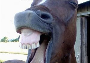 Funny Horse Birthday Memes Funny Horse Face Imgflip