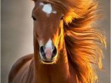 Funny Horse Birthday Memes Horse Birthday Girl Wish