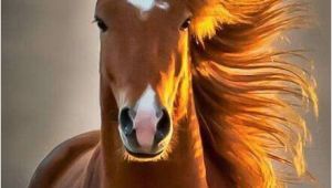 Funny Horse Birthday Memes Horse Birthday Girl Wish