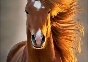 Funny Horse Birthday Memes Horse Birthday Girl Wish