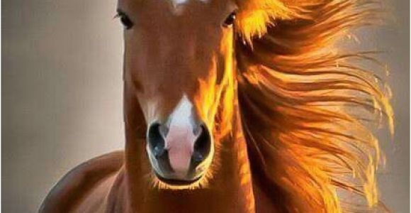 Funny Horse Birthday Memes Horse Birthday Girl Wish