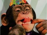 Funny Monkey Birthday Cards Happy Birthday to the Monkey In My Life Paris Let 39 S