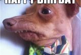 Funny Rude Birthday Meme Happy Birthday Meme Rude Pictures Really Funny Pictures