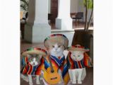 Funny Spanish Birthday Cards Funny Cats Spanish Birthday for Anyone Card Zazzle