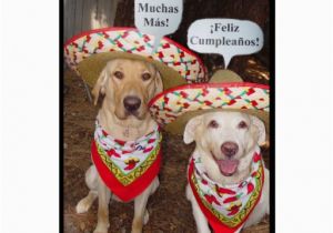 Funny Spanish Birthday Cards Funny Lab Birthday Card In Spanish Zazzle