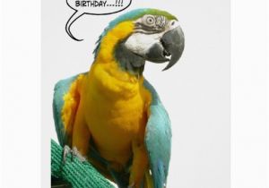 Funny Talking Birthday Cards Funny Talking Parrot Birthday Big Greeting Card Zazzle