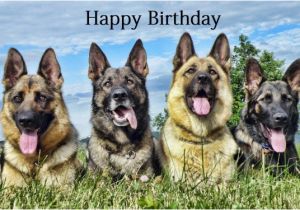 German Shepherd Birthday Cards Happy Birthday Wishes with German Shepherd