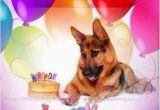 German Shepherd Birthday Meme 10044 Best German Shepherd Quotes Sayings Signs Ect