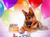 German Shepherd Birthday Meme 10044 Best German Shepherd Quotes Sayings Signs Ect