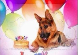 German Shepherd Birthday Meme 10044 Best German Shepherd Quotes Sayings Signs Ect