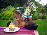 German Shepherd Birthday Meme 15 Things You Should Never Say to A German Shepherd Owner
