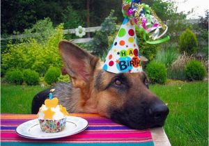 German Shepherd Birthday Meme 15 Things You Should Never Say to A German Shepherd Owner