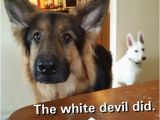 German Shepherd Birthday Meme 20 Cute and Funny German Shepherd Memes Sayingimages Com